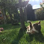 Garden House Timisoara