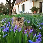 Garden House Apartamento Timisoara