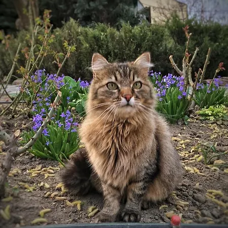 Garden House 蒂米什瓦拉