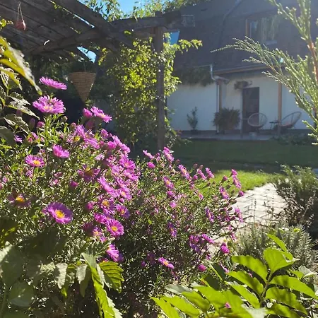 Garden House 蒂米什瓦拉