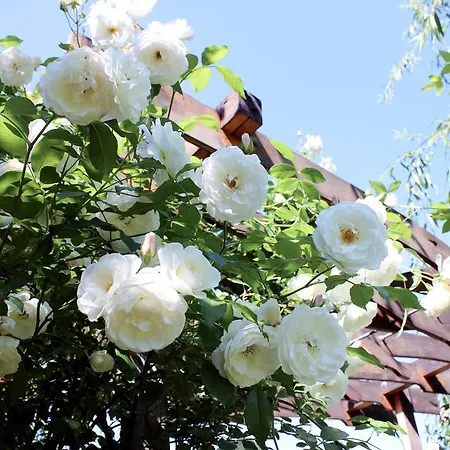 公寓 Garden House 蒂米什瓦拉