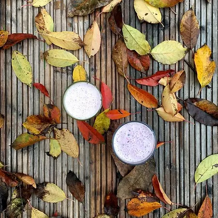 Garden House * 蒂米什瓦拉