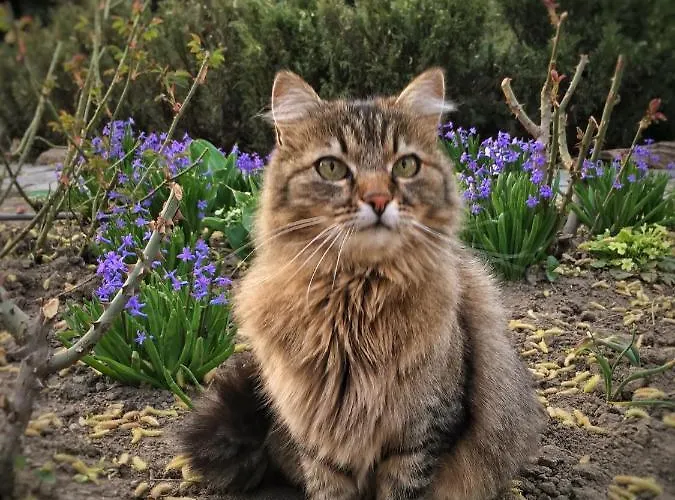 Garden House Timisoara