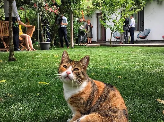 Garden House Timişoara