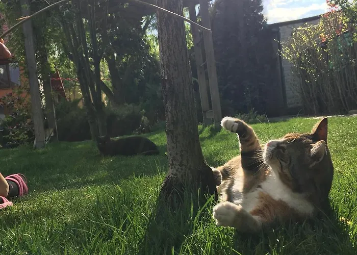 Garden House Timisoara