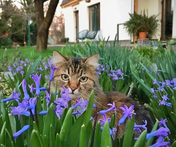 Garden House Апартаменти Тімішоара