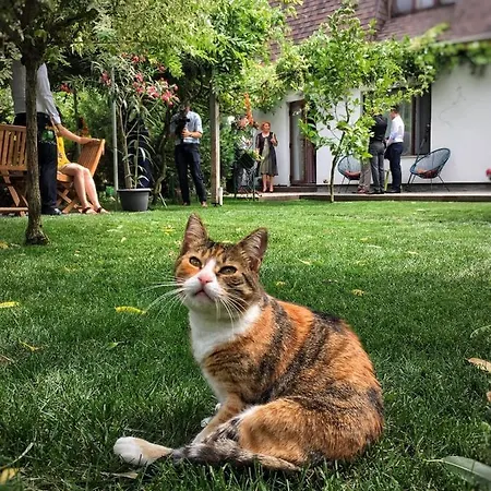 Garden House Temeşvar