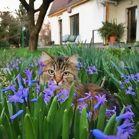 Garden House Daire Temeşvar
