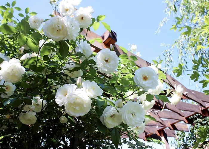 Apartman Garden House Temesvár